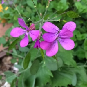 Photographie n°229391 du taxon Lunaria annua L. [1753]