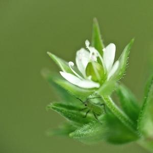 Photographie n°229421 du taxon Arenaria serpyllifolia L. [1753]