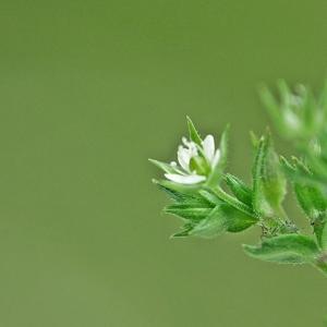 Photographie n°229422 du taxon Arenaria serpyllifolia L. [1753]