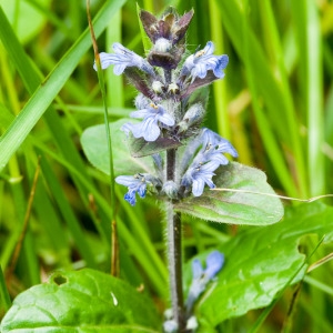 Photographie n°229436 du taxon Ajuga reptans L. [1753]