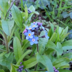 Photographie n°229442 du taxon Myosotis arvensis (L.) Hill [1764]