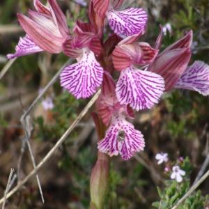  - Orchis papilionacea L. [1759]