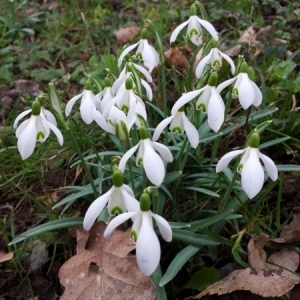 Photographie n°229449 du taxon Galanthus nivalis L. [1753]