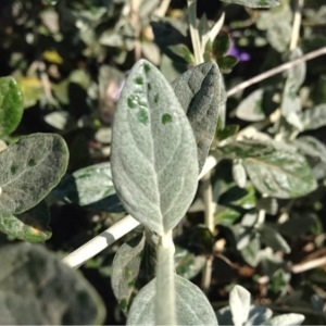 Photographie n°229509 du taxon Teucrium fruticans L. [1753]