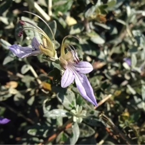 Photographie n°229511 du taxon Teucrium fruticans L. [1753]