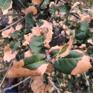 Photographie n°229538 du taxon Quercus coccifera L. [1753]