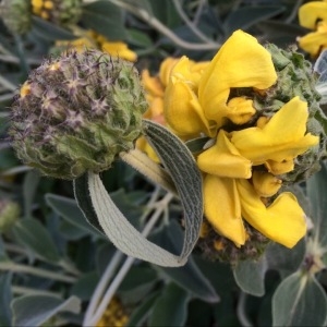 Photographie n°229555 du taxon Phlomis fruticosa L. [1753]