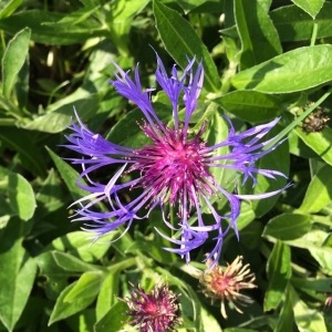 Photographie n°229556 du taxon Cyanus montanus (L.) Hill [1768]