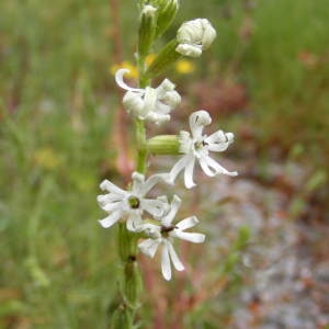 Photographie n°229565 du taxon Silene nocturna L. [1753]