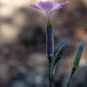 Photographie n°229617 du taxon Dianthus caryophyllus L. [1753]