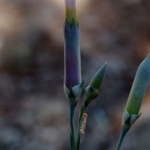 Photographie n°229618 du taxon Dianthus caryophyllus L. [1753]