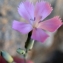  Liliane Roubaudi - Dianthus caryophyllus L. [1753]