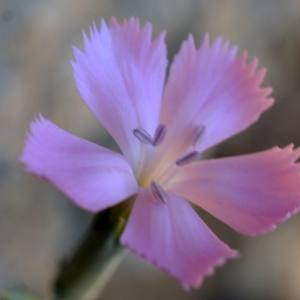 Photographie n°229620 du taxon Dianthus caryophyllus L. [1753]