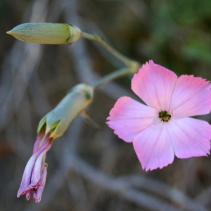 Photographie n°229623 du taxon Dianthus caryophyllus L. [1753]