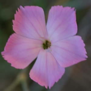 Dianthus caryophyllus L. (Oeillet des fleuristes)