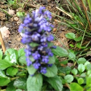 Photographie n°229634 du taxon Ajuga reptans L. [1753]