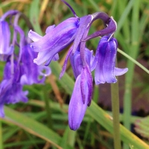 Photographie n°229642 du taxon Hyacinthoides non-scripta (L.) Chouard ex Rothm. [1944]