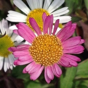  - Erigeron karvinskianus DC. [1836]