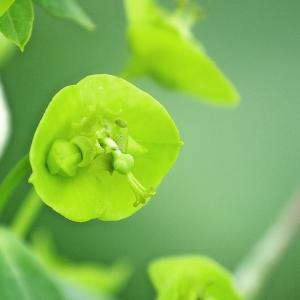 Euphorbia esula L. (Euphorbe âcre)