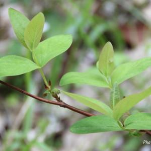 Photographie n°229759 du taxon Hypericum androsaemum L. [1753]