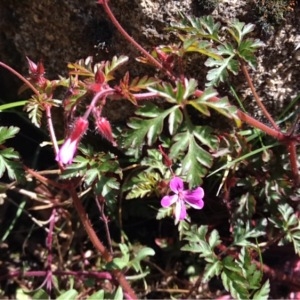 Photographie n°229775 du taxon Geranium L.