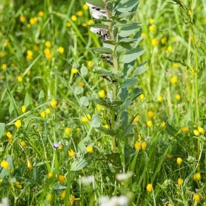 Photographie n°229779 du taxon Vicia faba L. [1753]