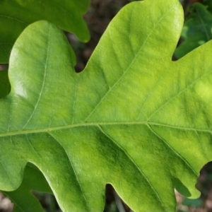 Photographie n°229830 du taxon Quercus cerris L. [1753]