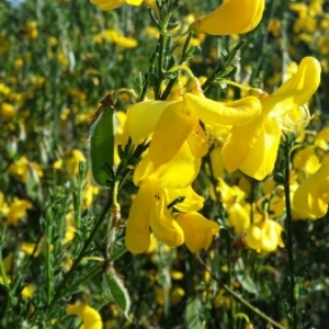 Photographie n°229837 du taxon Cytisus scoparius (L.) Link [1822]