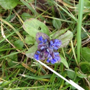 Photographie n°229840 du taxon Ajuga reptans L. [1753]