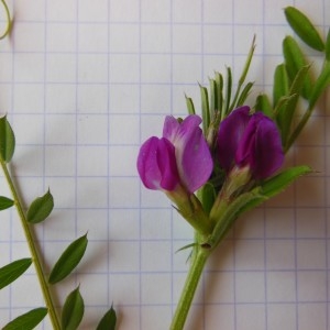 Photographie n°229888 du taxon Vicia sativa L.