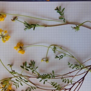 Photographie n°229890 du taxon Hippocrepis comosa L.