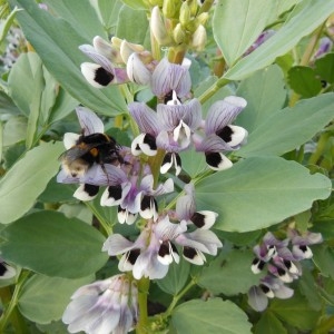 Photographie n°229916 du taxon Vicia faba L.