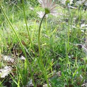 Photographie n°229928 du taxon Anemone pulsatilla L.