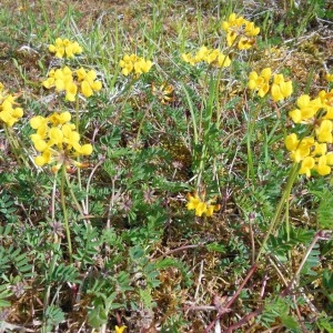 Photographie n°229938 du taxon Hippocrepis comosa L.