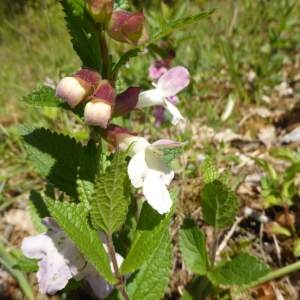 Photographie n°229969 du taxon Melittis melissophyllum L.