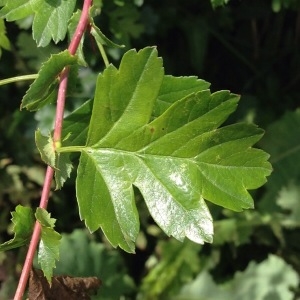 Photographie n°230005 du taxon Crataegus monogyna Jacq. [1775]