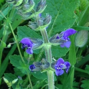  - Salvia verbenaca L. [1753]