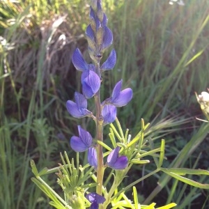 Photographie n°230013 du taxon Lupinus angustifolius L. [1753]