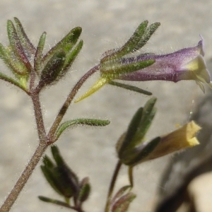 Photographie n°230015 du taxon Chaenorhinum origanifolium subsp. origanifolium 