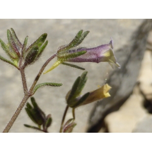 Chaenorhinum burnatii Sennen [1930] (Linaire à feuilles d'origan)