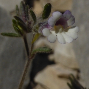 Photographie n°230017 du taxon Chaenorhinum origanifolium subsp. origanifolium 
