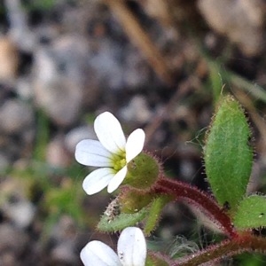 Photographie n°230064 du taxon Saxifraga tridactylites L. [1753]