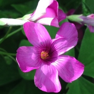 Photographie n°230094 du taxon Oxalis debilis Kunth [1822]