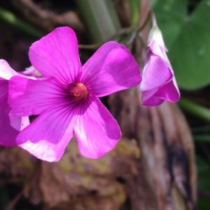 Photographie n°230095 du taxon Oxalis debilis Kunth [1822]