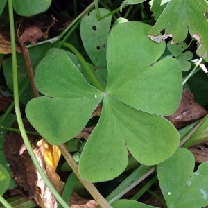 Photographie n°230096 du taxon Oxalis debilis Kunth [1822]