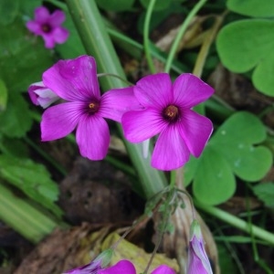 Photographie n°230098 du taxon Oxalis debilis Kunth [1822]