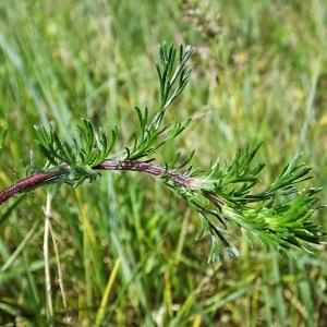 Photographie n°230110 du taxon Artemisia campestris L. [1753]