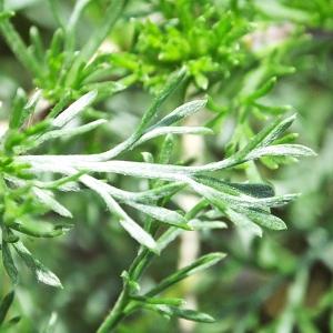 Photographie n°230111 du taxon Artemisia campestris L. [1753]