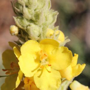 Photographie n°230245 du taxon Verbascum thapsus L. [1753]