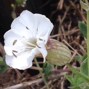 Photographie n°230278 du taxon Silene vulgaris (Moench) Garcke [1869]